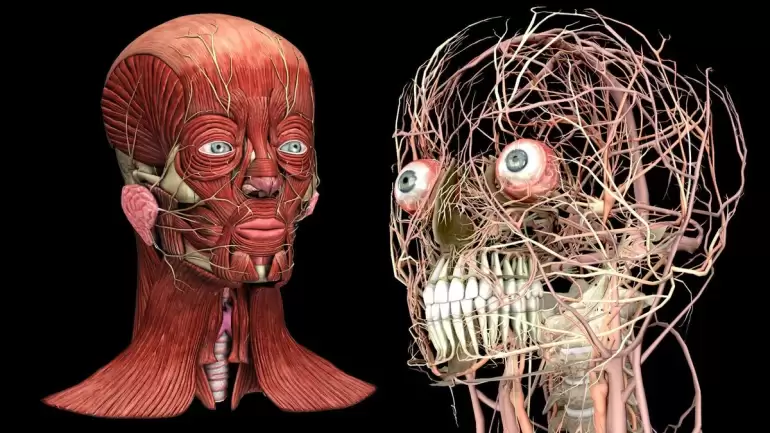 Введение в 3D-моделирование в медицине