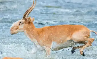 Ученые исследовали пищевую ценность мяса сайгака в лаборатории