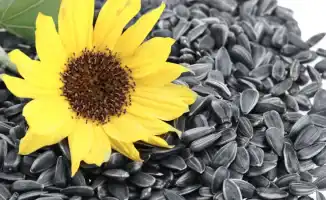 Польза семечек подсолнечника: что происходит с вашим телом