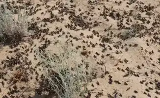 Саранча как халяль: Жумангарин вызывает споры в Алматы