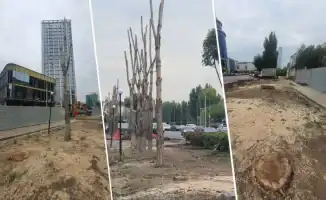 Из-за болезни или из-за ЖК? В акимате объяснили, зачем спилили зеленые деревья в Астане