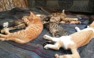 Японские ученые создали вакцину для продления жизни кошек до 30 лет