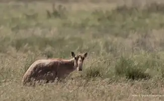 Сайгаки в мясном потоке: Западный Казахстан открывает новые горизонты переработки