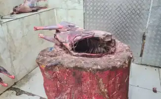 Сайгачатины по цене говядины: мясной парадокс Запада