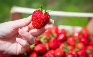 Клубника: когда собирать и как выбрать свежую ягодку