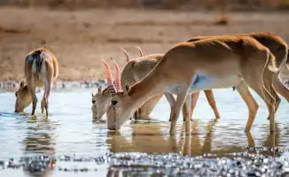 Сайгаки под прицелом: регулирование численности стартовало