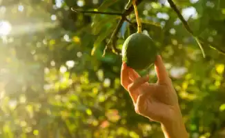 Авокадо: фрукт, который снижает риск диабета на 20%!