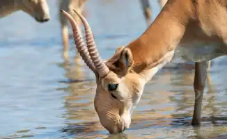 В Казахстане инвесторы готовы перерабатывать мясо сайгаков: Минэкологии сообщает