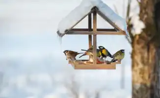 Ботанический сад Алматы просит казахстанцев помочь птицам