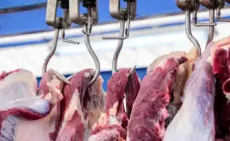 Сайгаки на столе: риск или миф? Минсельхоз отвечает