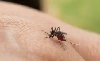 В нашем городе угроза: вирус чикунгунья в центре внимания ВОЗ