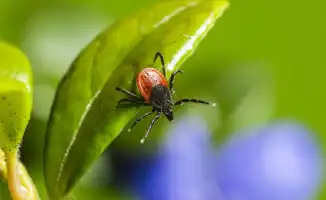 В Восточно-Казахстанской области участились укусы клещей