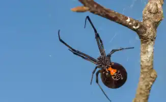 Каракурты в Казахстане: укусы, которые нельзя игнорировать