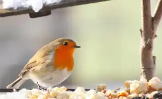 Алматинцы за три дня собрали помощь для птиц в Ботаническом саду