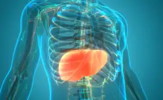 Ученые выявили новый главный враг печени, не связанный с алкоголем