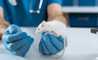 Лечение диабета первого типа у мышей: моноклональные антитела