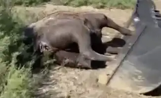 Верблюды в Атырау: загадочная гибель в степях