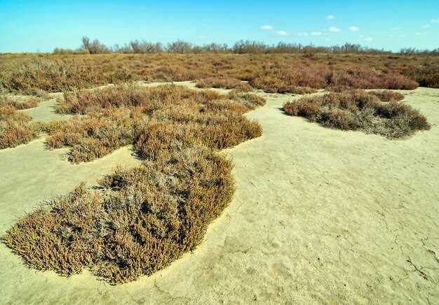 Определение соэ по вестергрену и его применение