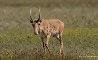 Сайгаки Казахстана: надежда на возрождение в 2025 году