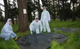 Новый вирус у австралийских летучих мышей: угроза для здоровья человека и экосистемы страны