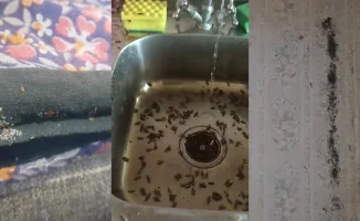 Тараканы и клопы: даже чистота не защитит от нашествия!