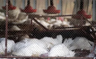 В Германии уничтожено более 500 000 птиц из-за птичьего гриппа