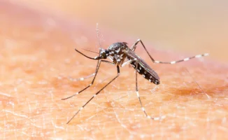 Вирус чикунгунья угрожает: ВОЗ предупреждает жителей города