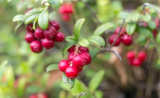 Брусника: Ягода, рекомендованная международными врачами для борьбы с простатитом