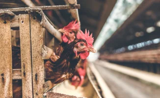 Смерть от птичьего гриппа H5N5: первая жертва в США вызывает международную обеспокоенность