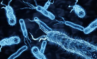 Влияние образа жизни на микробиом: как кишечные бактерии отражают наш возраст и привычки