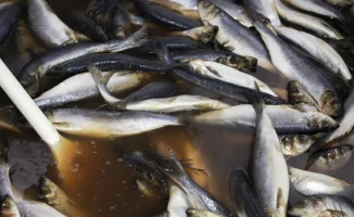 Казахстанцы шокированы находками паразитов в популярной рыбе: фото в соцсетях взорвали интернет