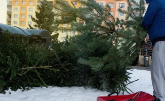 Алматинцам предлагают вторую жизнь для новогодних ёлок