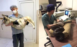 Животные под угрозой: жестокость в нашем городе