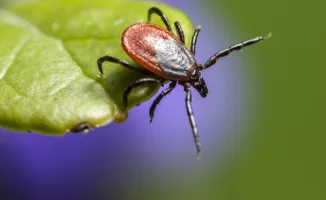 Клещи-мутанты: опасные виды в Казахстане вызывают тревогу и лихорадку