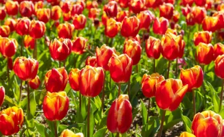 Казахстанцы получат дополнительные выходные: как это повлияет на экономику и рабочие процессы страны?