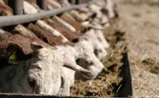 Эпидемия у соседей: риски для Казахстана и возможные скрытые угрозы для здоровья населения