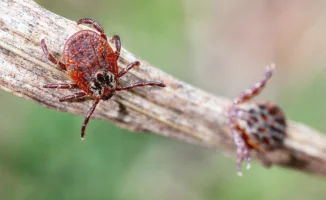 В Алматы активизировались клещи: 78 пострадавших, куда обращаться за помощью?