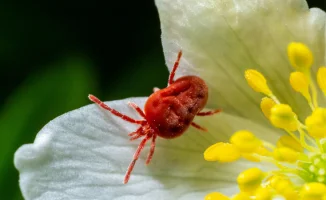 Алматы: жители жалуются на увеличение числа клещей в парках