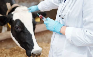 Риски бешенства и заболеваний животных из России в Казахстан