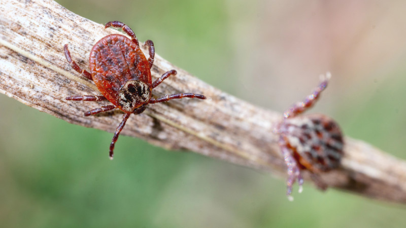 В Алматы активизировались клещи: 78 пострадавших, куда обращаться за помощью?