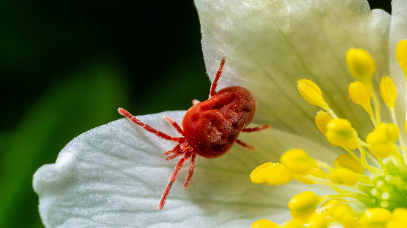 Алматы: жители жалуются на увеличение числа клещей в парках