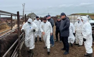 Угроза ящура в Казахстане: массовая гибель сайгаков и заболеваемость скота ставят под угрозу агросектор