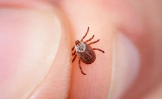 Жители Астаны сталкиваются с дефицитом иммуноглобулина после укусов клещей