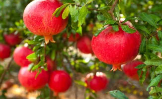 Гранатовые продукты могут стать ключом к новым методам лечения рака груди, толстой кишки и простаты